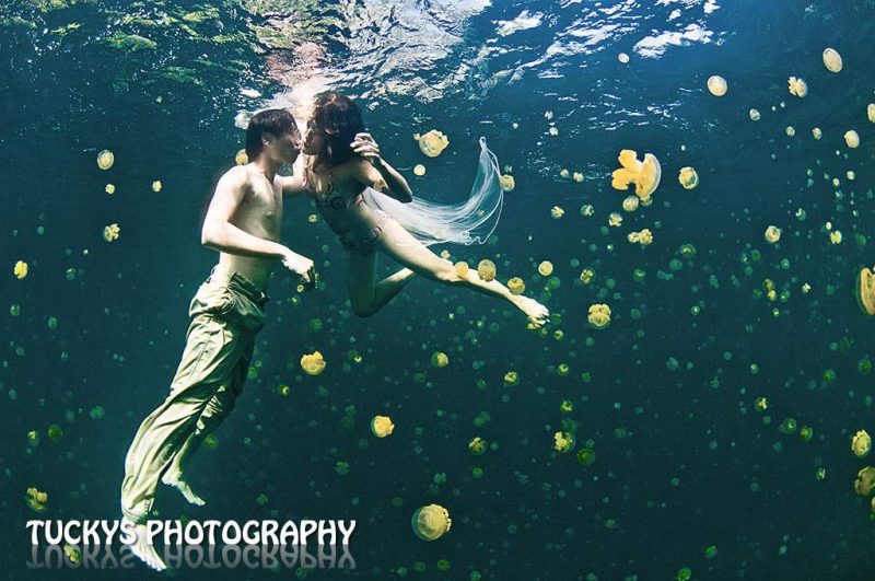 Underwater wedding shoot with jellyfish at palau